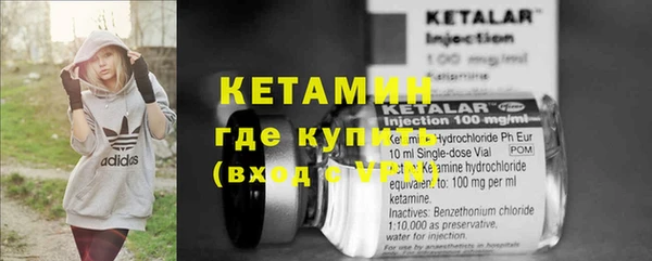 сатива Новозыбков