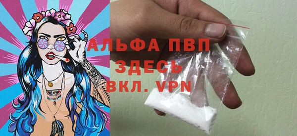 сатива Новозыбков